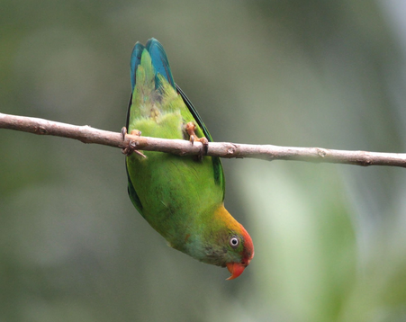 Vogel aus Sri Lanka